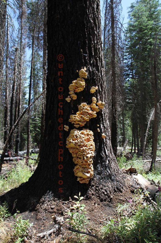Don't allow SIN to be an ugly growth you carry around. See how this humogous fungus/toadstool is growing on this tree. It is attached for life. Don't allow our sin to be attached for this life.